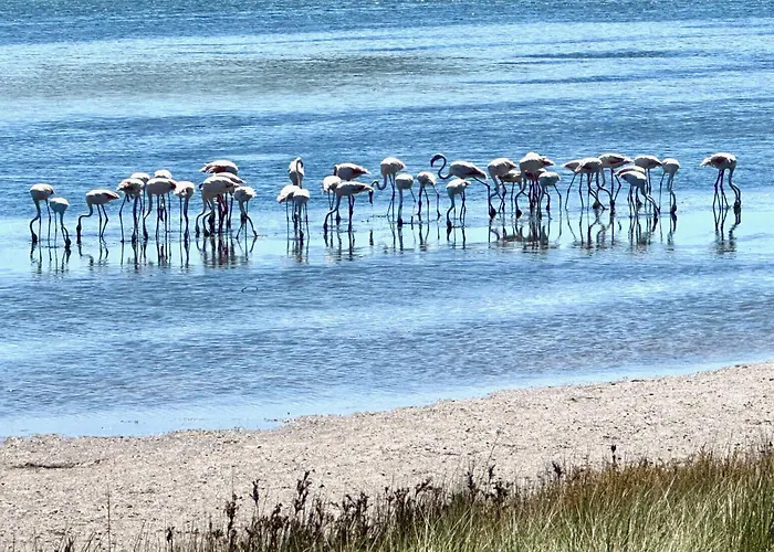 Rose's Foz פוז דו ארליו